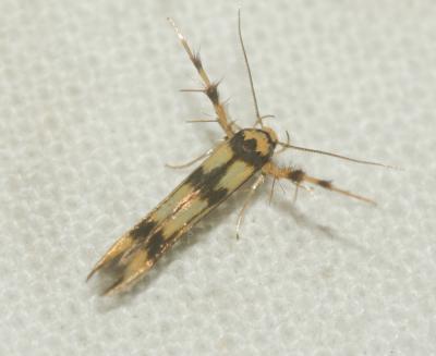  Stathmopoda pedella (Linnaeus, 1760)