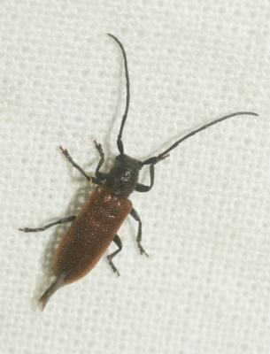  Anaesthetis testacea (Fabricius, 1781)