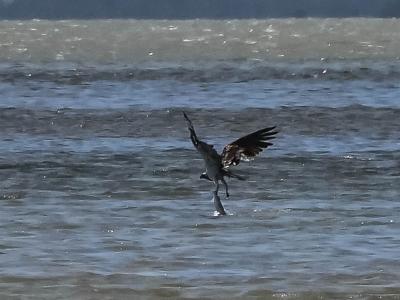 Balbuzard pêcheur Pandion haliaetus (Linnaeus, 1758)