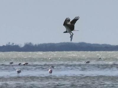 Balbuzard pêcheur Pandion haliaetus (Linnaeus, 1758)
