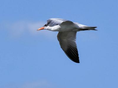 Sterne caspienne Hydroprogne caspia (Pallas, 1770)