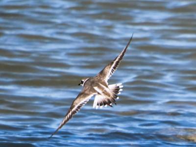 Grand Gravelot Charadrius hiaticula Linnaeus, 1758