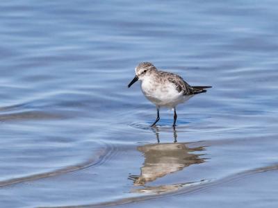 Bécasseau minute Calidris minuta (Leisler, 1812)