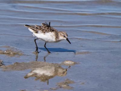 Bécasseau minute Calidris minuta (Leisler, 1812)