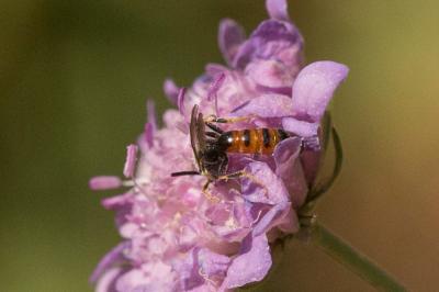  Lasioglossum albipes (Fabricius, 1781)