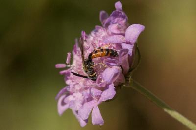  Lasioglossum albipes (Fabricius, 1781)