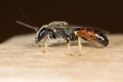  Lasioglossum albipes (Fabricius, 1781)