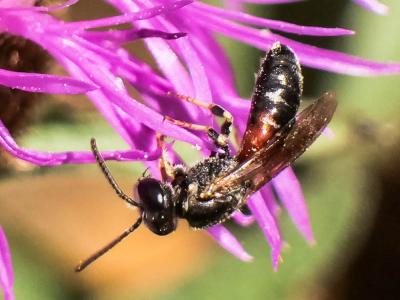  Lasioglossum interruptum (Panzer, 1798)