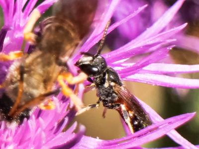  Lasioglossum interruptum (Panzer, 1798)