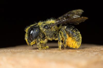  Osmia leaiana (Kirby, 1802)