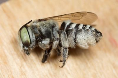  Megachile marginata Smith, 1853