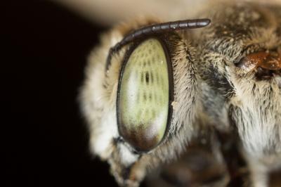  Megachile marginata Smith, 1853