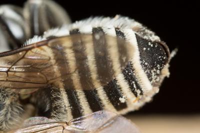  Megachile marginata Smith, 1853