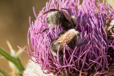 Psithyre barbu Bombus barbutellus (Kirby, 1802)