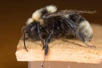 Psithyre barbu Bombus barbutellus (Kirby, 1802)