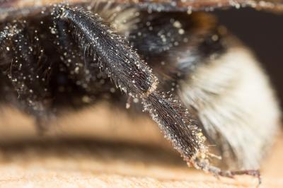 Psithyre barbu Bombus barbutellus (Kirby, 1802)
