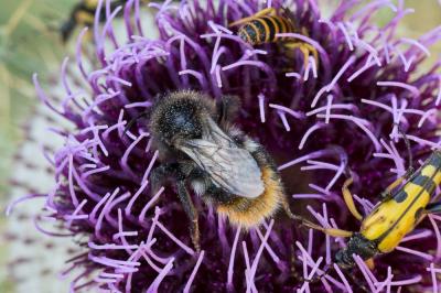 Psithyre des rochers Bombus rupestris (Fabricius, 1793)