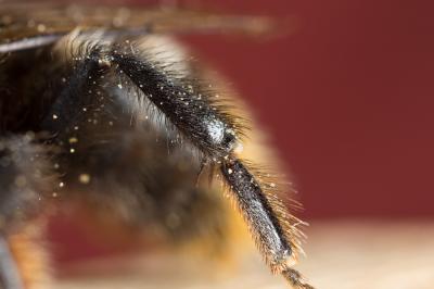 Psithyre des rochers Bombus rupestris (Fabricius, 1793)