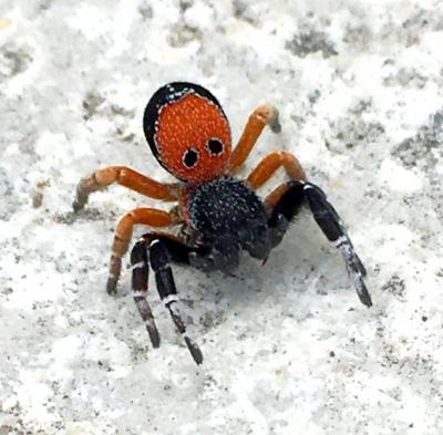 Érèse coccinelle Eresus kollari Rossi, 1846