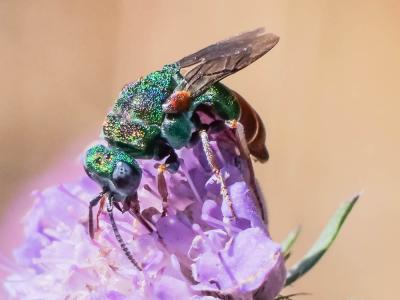  Parnopes grandior (Pallas, 1771)