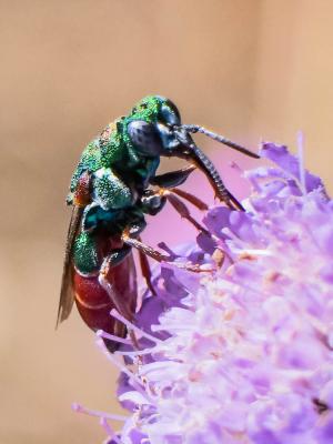  Parnopes grandior (Pallas, 1771)