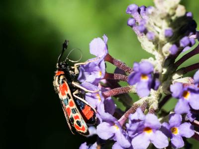 Zygène de la Petite coronille (La) Zygaena fausta (Linnaeus, 1767)