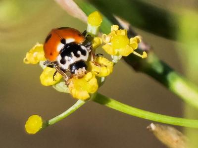 Coccinelle des friches Hippodamia variegata (Goeze, 1777)