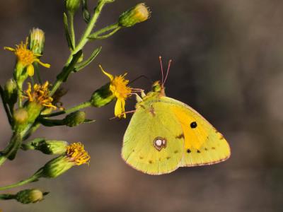 Souci (Le) Colias crocea (Geoffroy in Fourcroy, 1785)