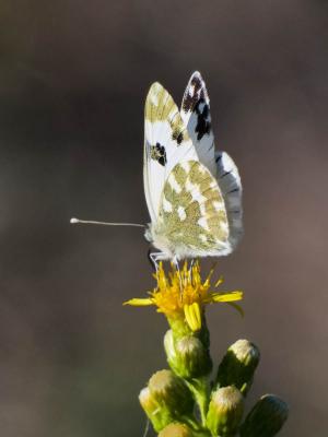 Marbré-de-vert (Le), Piéride du Réséda (La), Marbr Pontia daplidice (Linnaeus, 1758)