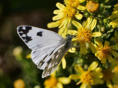 Marbré-de-vert (Le), Piéride du Réséda (La), Marbr Pontia daplidice (Linnaeus, 1758)
