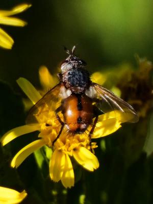  Tachina magnicornis (Zetterstedt, 1844)