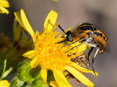  Toxophora fasciculata (Villers, 1789)
