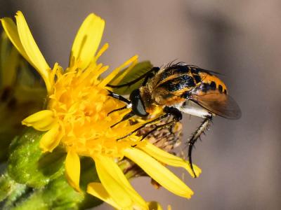  Toxophora fasciculata (Villers, 1789)