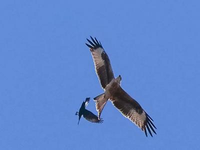 Milan royal Milvus milvus (Linnaeus, 1758)