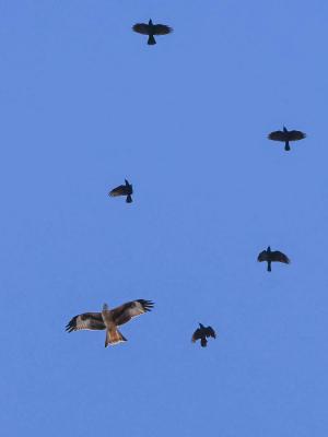 Milan royal Milvus milvus (Linnaeus, 1758)