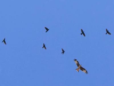 Milan royal Milvus milvus (Linnaeus, 1758)