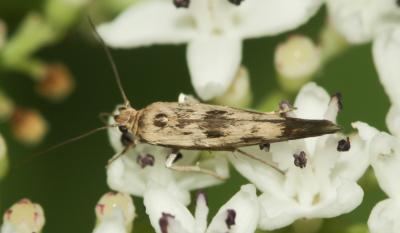 Scythris limbella (Fabricius, 1775)