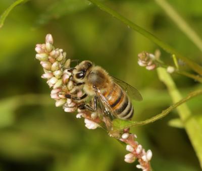 Abeille domestique, Abeille européenne, Abeille me Apis mellifera Linnaeus, 1758