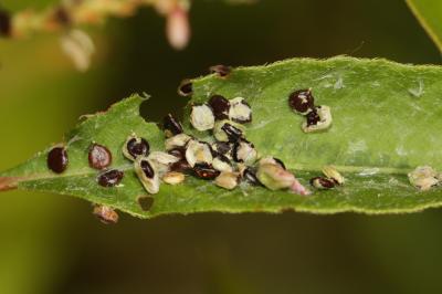 Renouée à feuilles de patience, Renouée gonflée Persicaria lapathifolia (L.) Delarbre, 1800