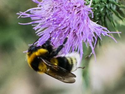 Bourdon des jardins Bombus hortorum (Linnaeus, 1760)
