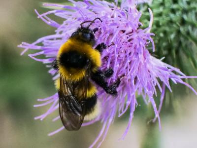 Bourdon des jardins Bombus hortorum (Linnaeus, 1760)