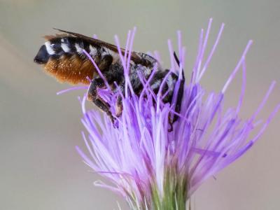  Megachile albisecta (Klug, 1817)