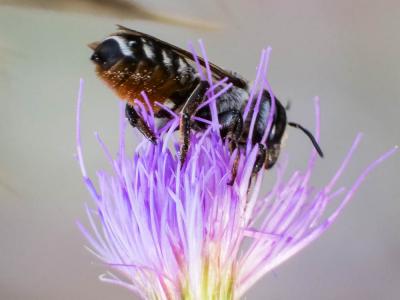  Megachile albisecta (Klug, 1817)