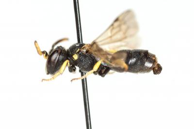  Hylaeus annularis (Kirby, 1802)