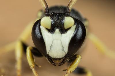  Hylaeus annularis (Kirby, 1802)