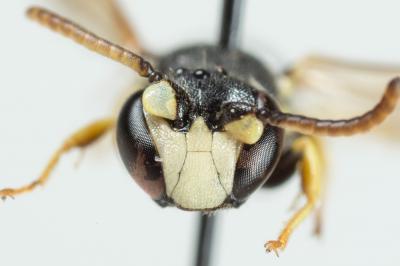  Hylaeus annularis (Kirby, 1802)
