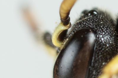 Hylaeus annularis (Kirby, 1802)