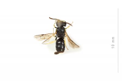  Hylaeus annularis (Kirby, 1802)