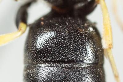  Hylaeus annularis (Kirby, 1802)