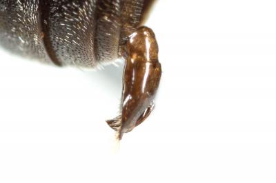  Hylaeus annularis (Kirby, 1802)